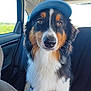 dog, blue_cap, car_interior, seat, window, outdoor, fur, black, white, brown, pet, animal, canine, portrait, sitting, looking, whiskers, nose, ears, backseat