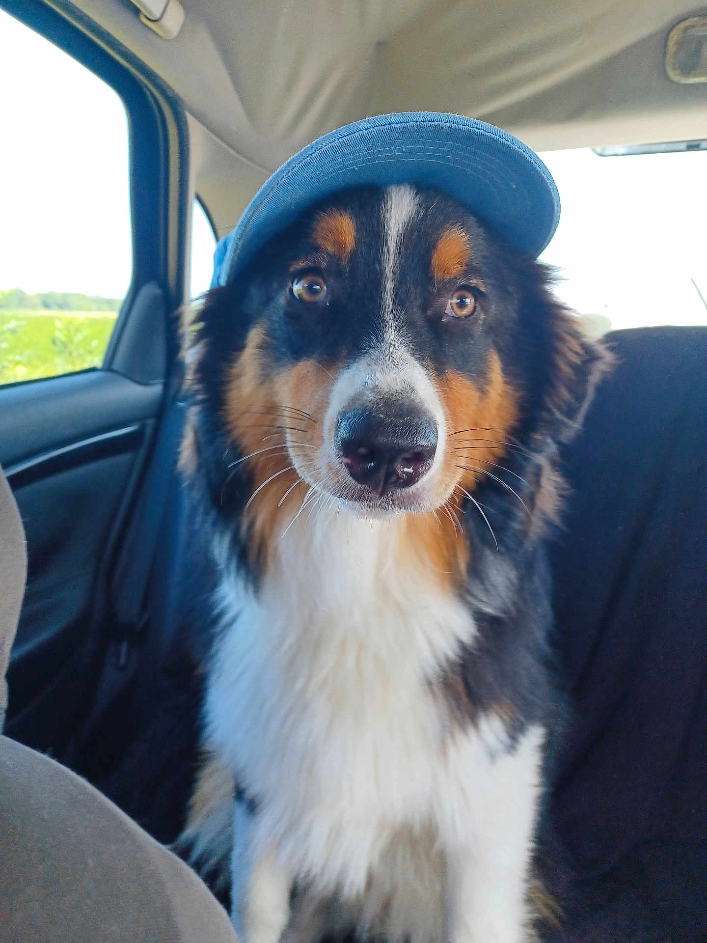 Valka a rejoint le concours — aidez-le/la à gagner de superbes lots ! dog, blue_cap, car_interior, seat, window, outdoor, fur, black, white, brown, pet, animal, canine, portrait, sitting, looking, whiskers, nose, ears, backseat