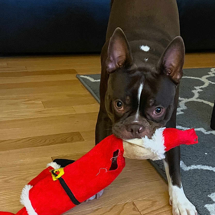 Deuce joined the competition — help win amazing prizes! animal, blanket, brown_dog, carpet, chew_toy, couch, cute, dog, domestic_animal, floor, furniture, household, indoor, living_room, pet, playful, plush_toy, toy, white_paws, wooden_floor