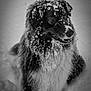 dog, snow, black_and_white, outdoor, winter, fur, animal, pet, canine, happy, nature, cold, portrait, fluffy, frozen, playful, muzzle, whiskers, snow_covered, standing