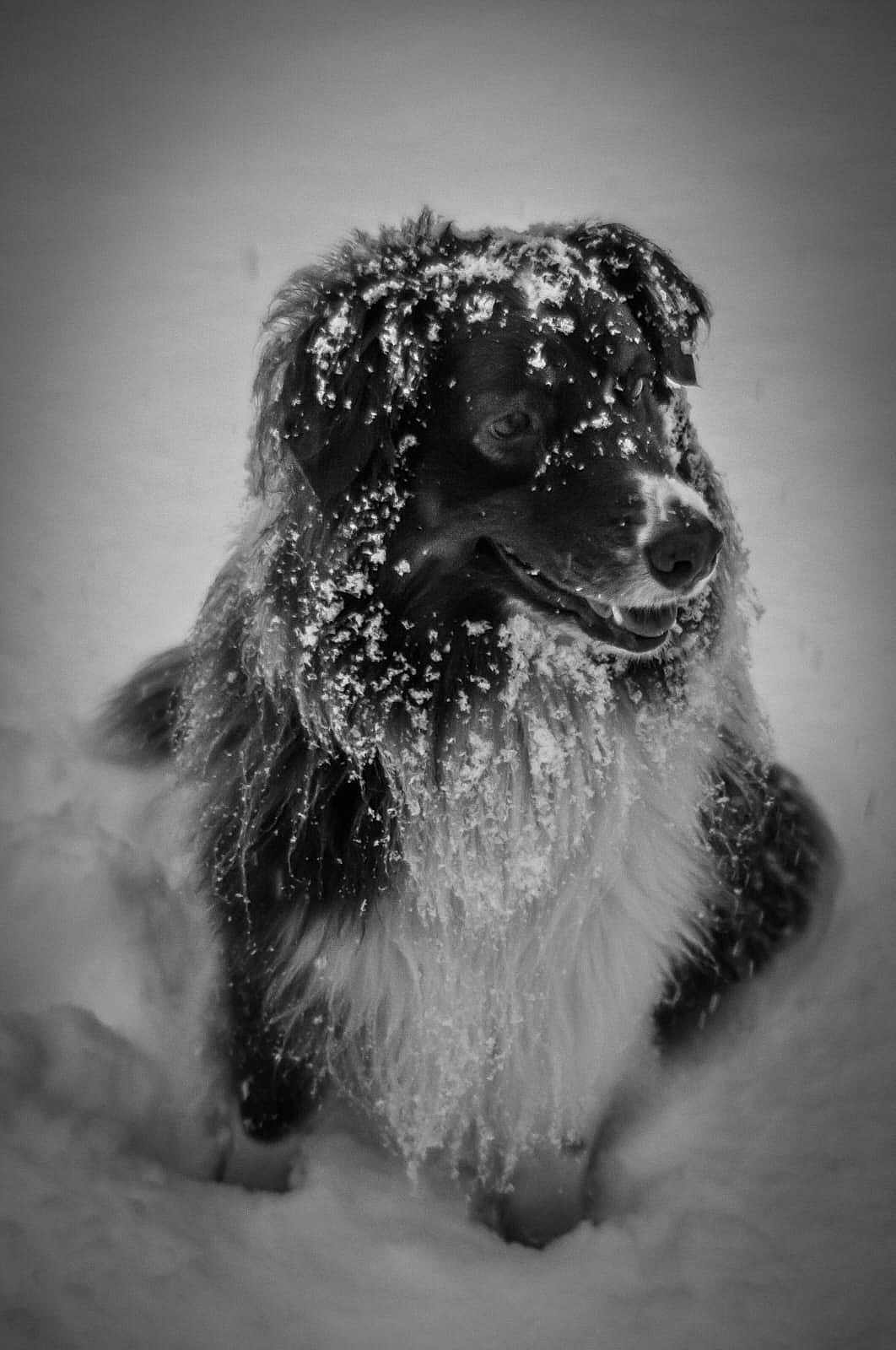 Rio participe au concours pour gagner de l'argent avec cette photo : dog, snow, black_and_white, outdoor, winter, fur, animal, pet, canine, happy, nature, cold, portrait, fluffy, frozen, playful, muzzle, whiskers, snow_covered, standing