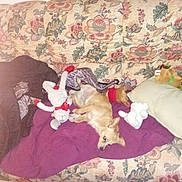 Astro participe au concours pour gagner de l'argent avec cette photo : dog, couch, blanket, plush_toy, pillow, floral_pattern, fabric, pet, resting, indoor, small_dog, stuffed_animal, home, cozy, relaxing, animal, fur, comfort, living_room, toy