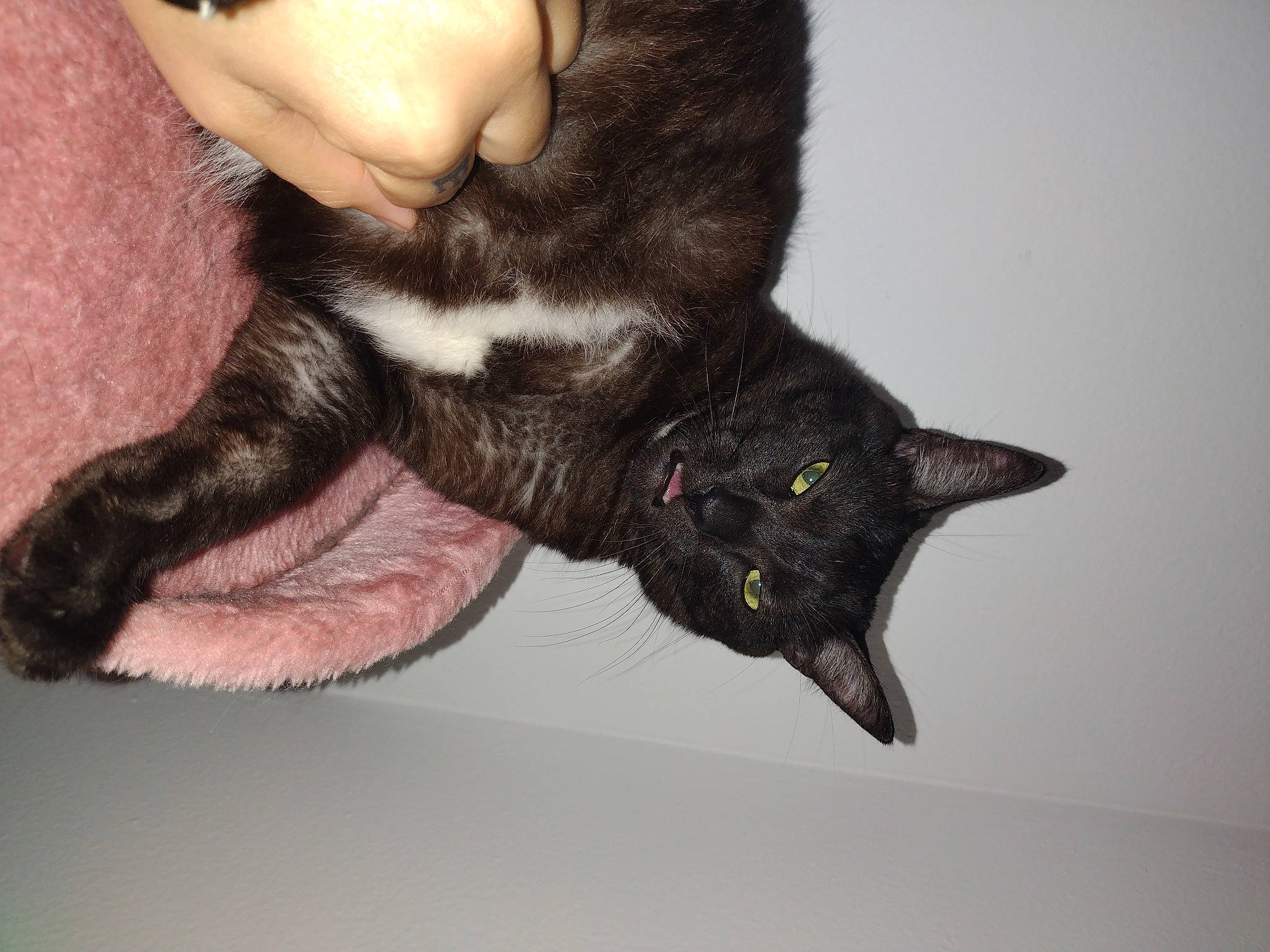 Bagheera is registered to the contest to win money with this photo: black_cat, bombay, carnivore, cat, claw, dog_breed, domestic_short_haired_cat, ear, eyelash, felidae, foot, fur, gesture, human_leg, nail, paw, small_to_medium_sized_cats, snout, tail, whiskers