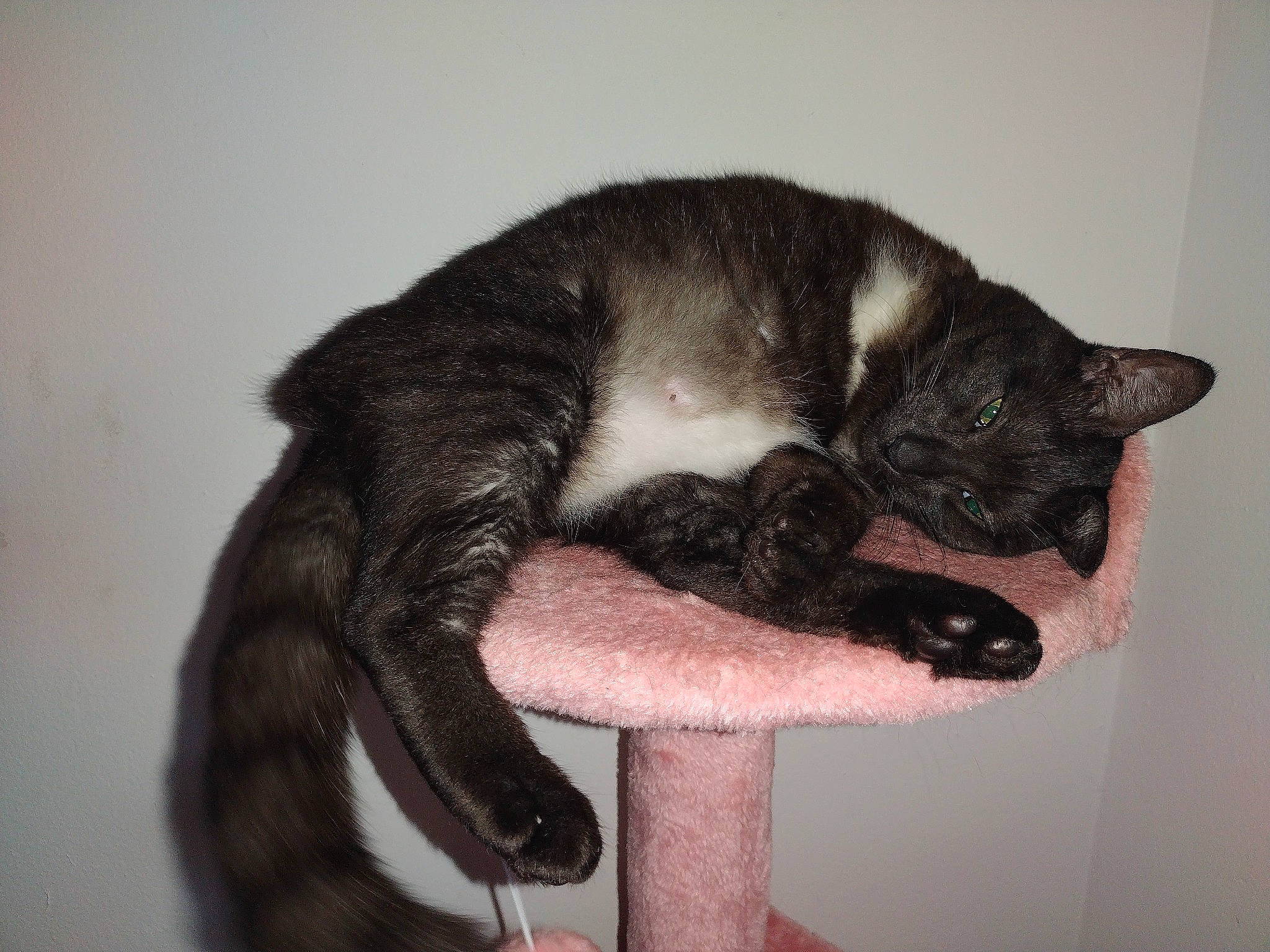 Bagheera joined the competition — help win amazing prizes! carnivore, cat, cat_supply, claw, comfort, domestic_short_haired_cat, ear, eye, felidae, fur, paw, small_to_medium_sized_cats, snout, tail, whiskers