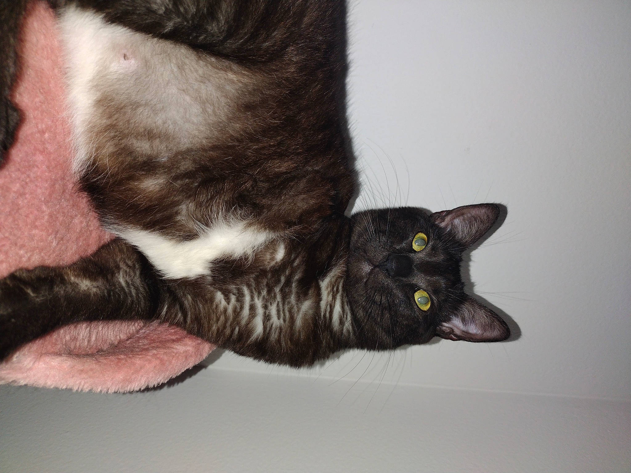 Bagheera joined the competition — help win amazing prizes! black_cat, bombay, carnivore, cat, claw, comfort, domestic_short_haired_cat, ear, eyelash, felidae, fur, gesture, havana_brown, leg, paw, plant, small_to_medium_sized_cats, snout, tail, whiskers