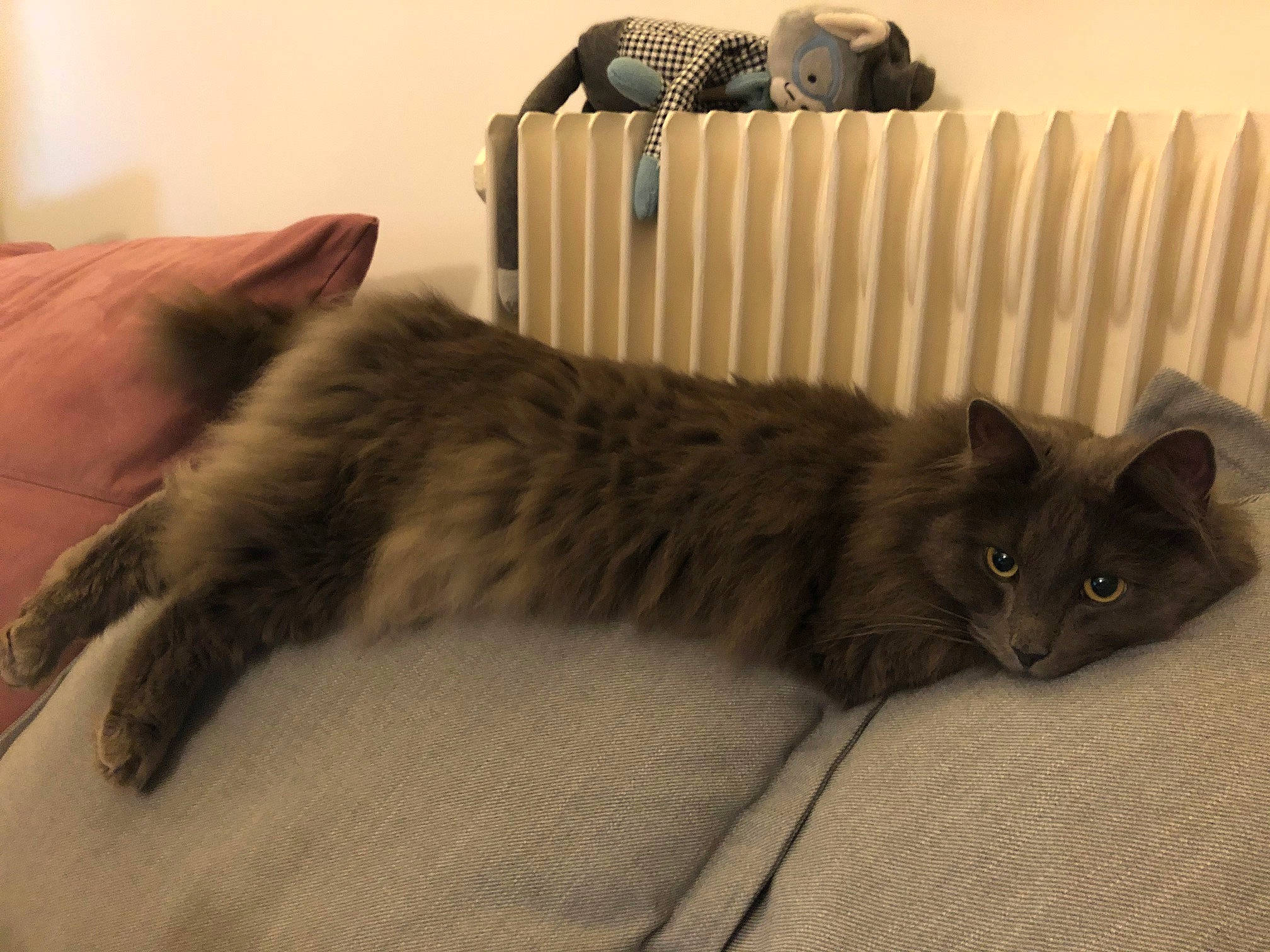 Norsk a rejoint le concours — aidez-le/la à gagner de superbes lots ! bed, black_cat, box, carnivore, cat, claw, comfort, domestic_short_haired_cat, felidae, fur, grey, hardwood, nap, room, sitting, small_to_medium_sized_cats, tail, terrestrial_animal, whiskers, wood