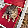 Bob is registered to the contest to win money with this photo: cat, gray_cat, tabby_cat, pet, animal, chair, red_chair, outdoor, sunlight, pavement, rust, relaxed, feline, green_eyes, looking_up, resting, seat, texture, daylight, closeup