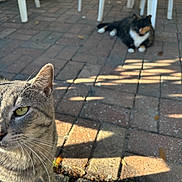 Bob is registered to the contest to win money with this photo: cat, animal, pet, outdoor, sunlight, shadow, brick_patio, feline, whiskers, ears, eyes, relaxing, two_cats, chair_legs, pavement, nature, daylight, closeup, background, focus