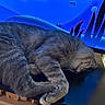Bob is registered to the contest to win money with this photo: cat, sleeping, grey_tabby, feline, resting, indoor, black_surface, television, blue_background, underwater_scene, fish, peaceful, curled_up, whiskers, pets, domestic_animal, relaxed, fur, close_up, home