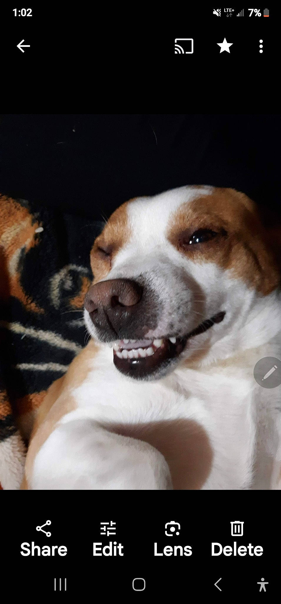 Rebel is registered to the contest to win money with this photo: canidae, carnivore, companion_dog, dog, dog_breed, ear, fawn, fur, non_sporting_group, photo_caption, puppy, puppy_love, snout, sporting_group, whiskers