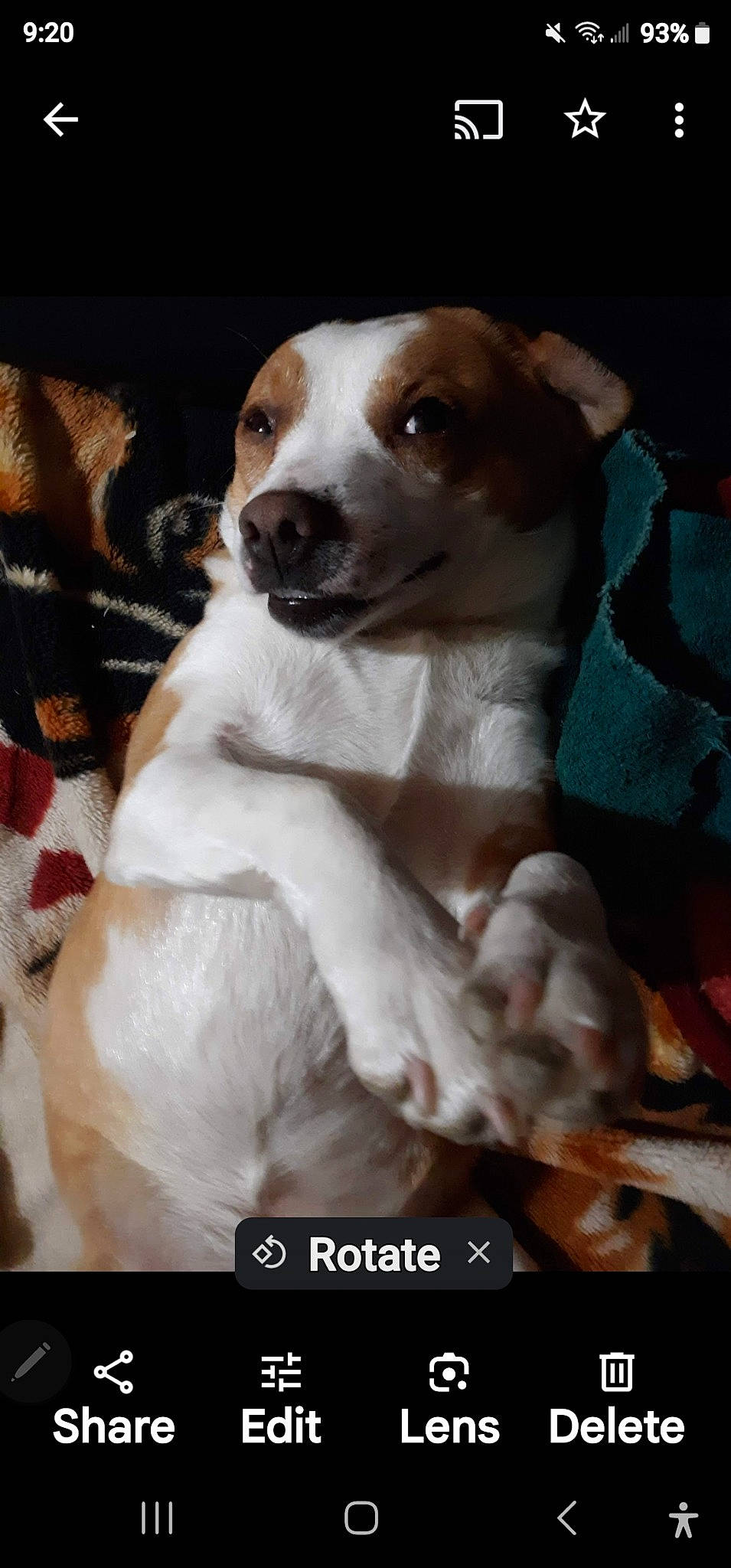 Rebel joined the competition — help win amazing prizes! canidae, carnivore, companion_dog, dog, fur, irishjacks, terrestrial_animal, whiskers, working_animal