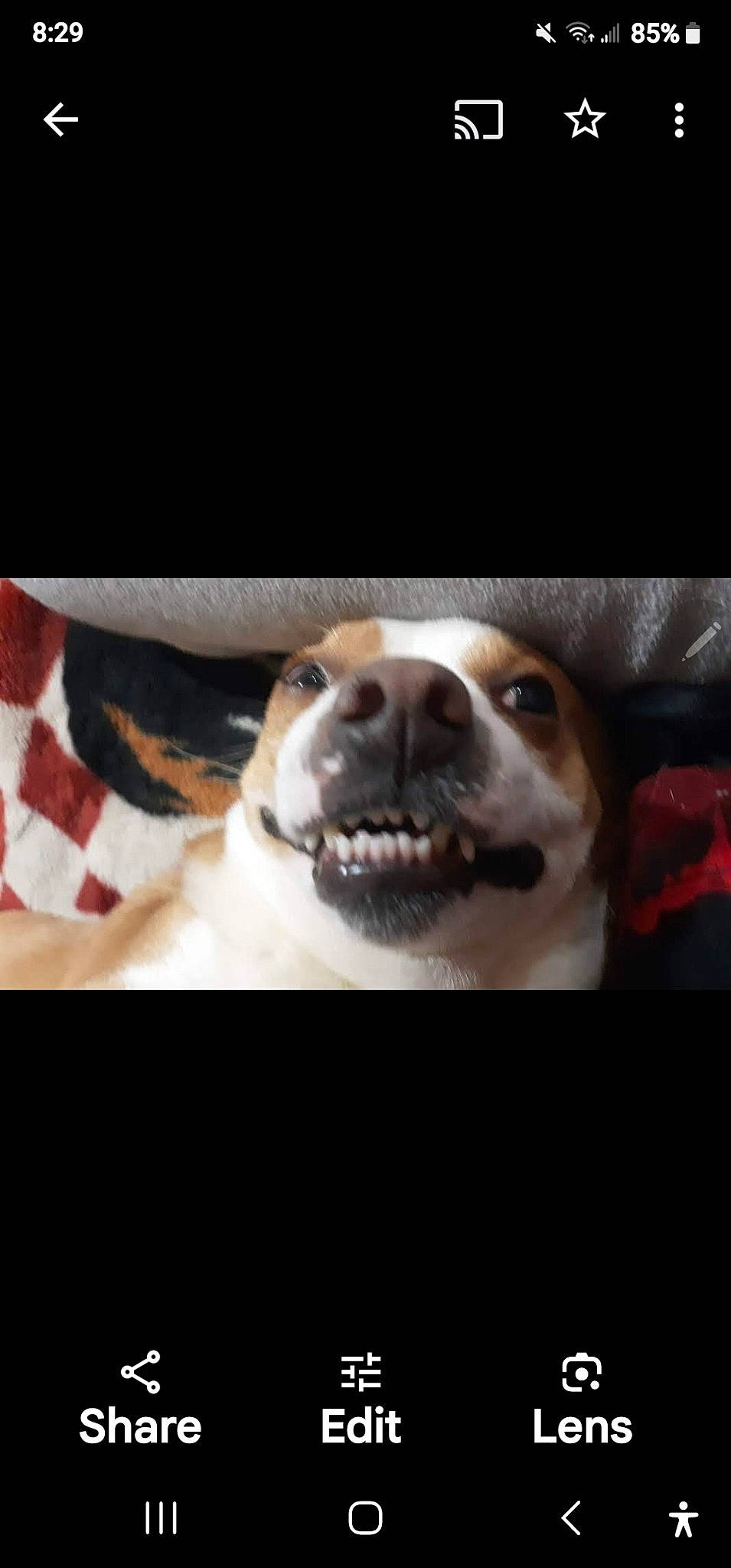 Rebel is registered to the contest to win money with this photo: canidae, carnivore, companion_dog, darkness, dog, dog_breed, door, fur, metal, paw, photo_caption, sky, smile, snout, sporting_group, terrestrial_animal, whiskers, working_animal