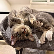 Pistache a rejoint le concours — aidez-le/la à gagner de superbes lots ! cat, tabby, gray_cat, pet, indoor, upside_down, cat_bed, feline, whiskers, paws, curious, relaxed, soft_furniture, animal, cute, domestic_cat, green_eyes, fur, resting, playful