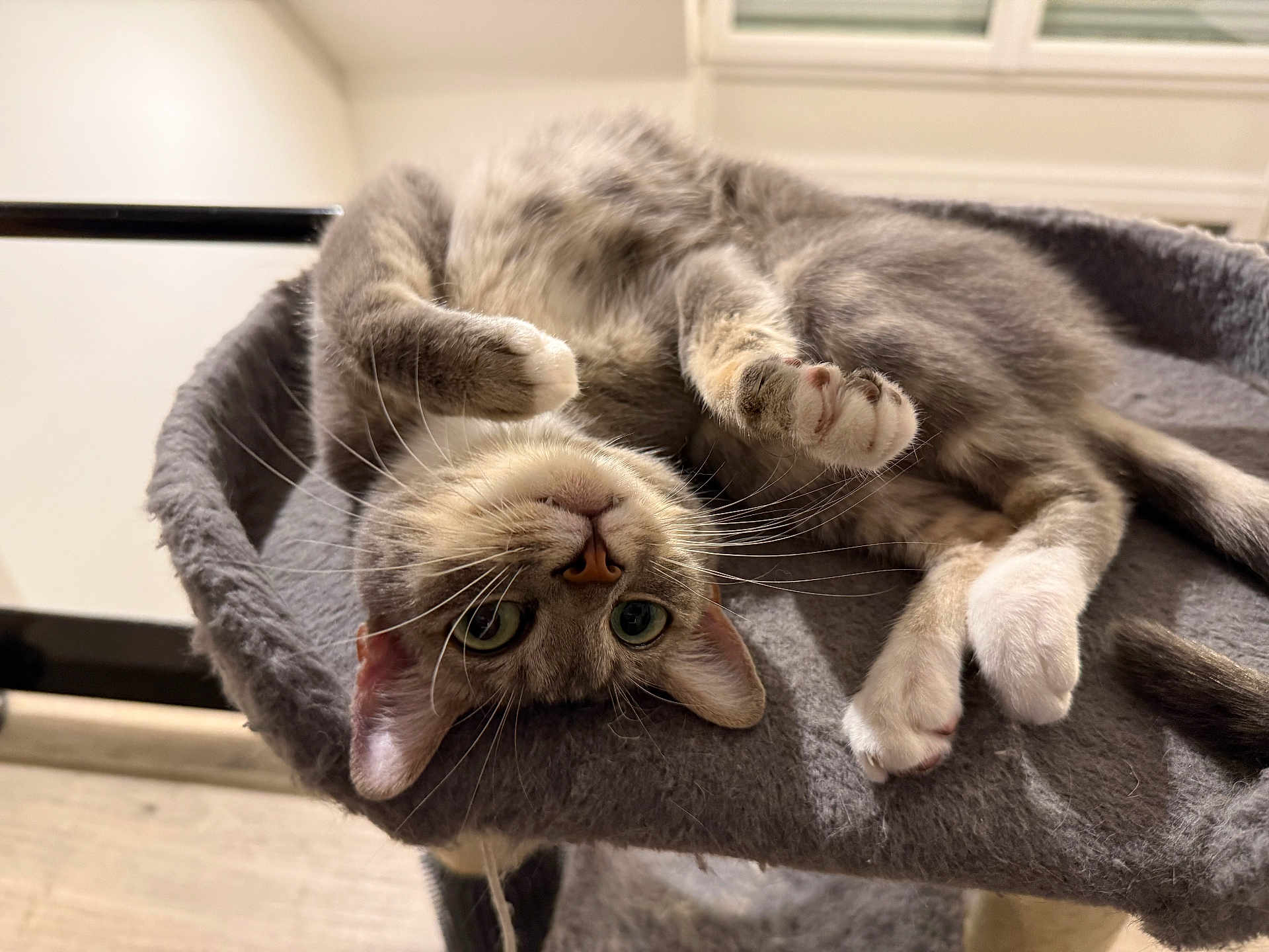 Pistache a rejoint le concours — aidez-le/la à gagner de superbes lots ! cat, tabby, gray_cat, pet, indoor, upside_down, cat_bed, feline, whiskers, paws, curious, relaxed, soft_furniture, animal, cute, domestic_cat, green_eyes, fur, resting, playful