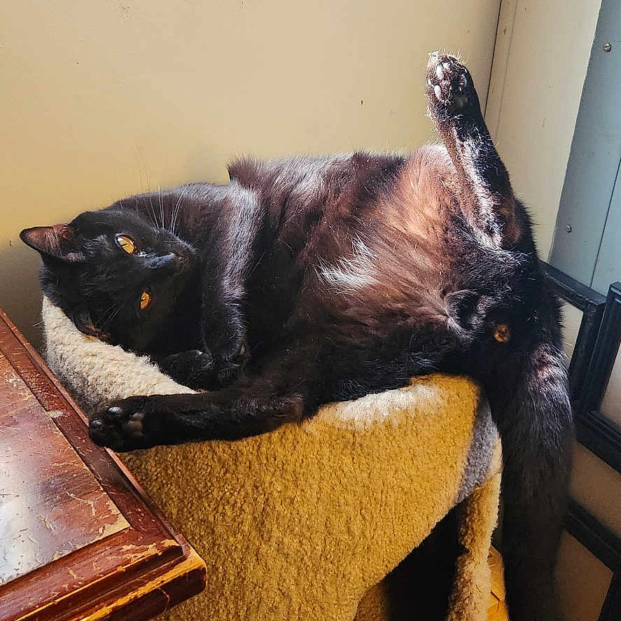 Loki joined the competition — help win amazing prizes! abyssinian, animal, architecture, armchair, blackcat, building, cat, chair, couch, furniture, hardwood, indoors, interiordesign, livingroom, manx, pet, plywood, room, shelf, wood