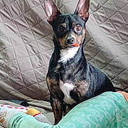Boo joined the competition — help win amazing prizes! dog, puppy, small_dog, black_and_tan, white_chest, upright, sitting, wide_eyes, pointed_ears, pet, animal, bed, bedspread, quilt, bedroom, person, pajamas, cozy, indoor, portrait