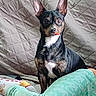 dog, puppy, small_dog, black_and_tan, white_chest, upright, sitting, wide_eyes, pointed_ears, pet, animal, bed, bedspread, quilt, bedroom, person, pajamas, cozy, indoor, portrait