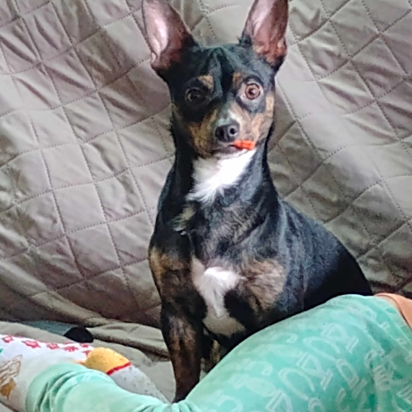 Boo joined the competition — help win amazing prizes! dog, puppy, small_dog, black_and_tan, white_chest, upright, sitting, wide_eyes, pointed_ears, pet, animal, bed, bedspread, quilt, bedroom, person, pajamas, cozy, indoor, portrait