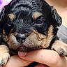 puppy, dog, black_and_tan, close_up, portrait, cute, sleepy, tongue, paws, floppy_ears, fur, muzzle, nose, brown_markings, being_held, hands, indoor, soft_lighting, adorable, pet