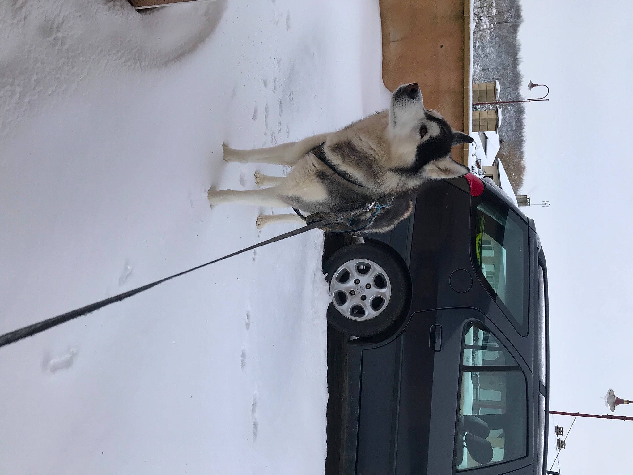 Leiko participe au concours pour gagner de l'argent avec cette photo : art, automotive_exterior, automotive_lighting, automotive_tire, automotive_wheel_system, car, carnivore, dog, dog_breed, door, electrical_wiring, fender, motor_vehicle, rim, tire, vehicle, vehicle_door, wheel, window, working_animal