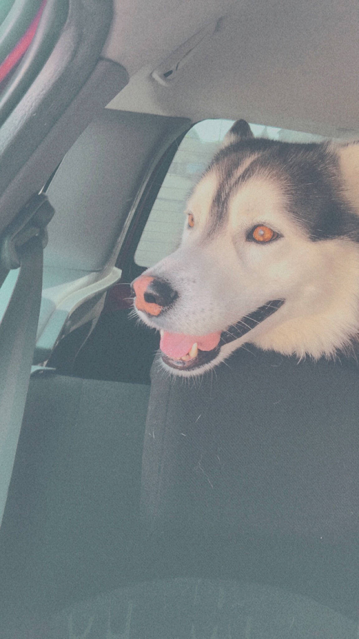 Leiko a rejoint le concours — aidez-le/la à gagner de superbes lots ! automotive_exterior, automotive_window_part, canidae, car, carnivore, companion_dog, dog, dog_breed, fang, fur, glass, hood, siberian_husky, sled_dog, snout, sporting_group, tints_and_shades, vehicle_door, windshield, working_dog