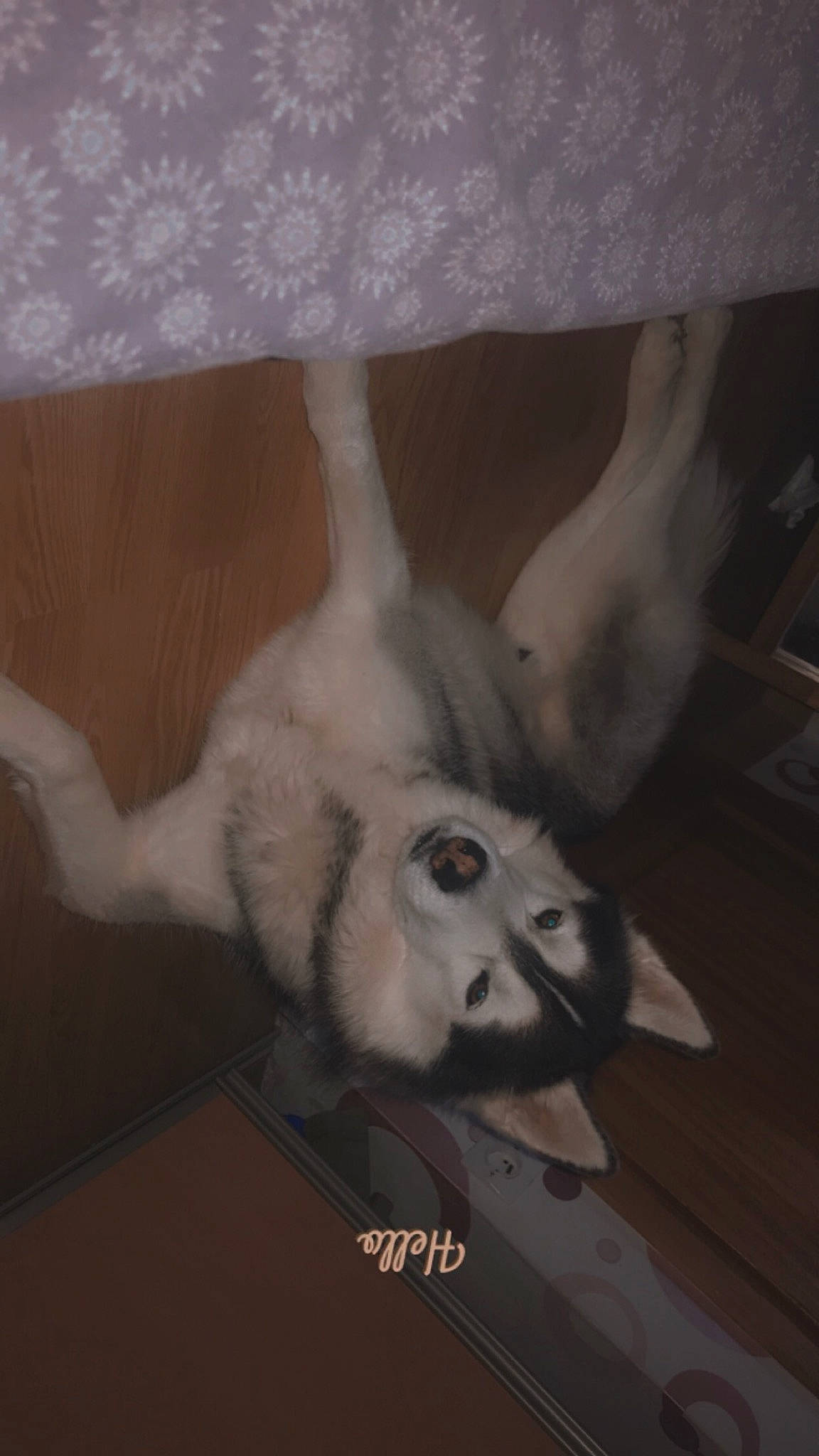 Leiko a rejoint le concours — aidez-le/la à gagner de superbes lots ! art, bone, chest, companion_dog, dog_breed, fawn, feather, felidae, foot, gesture, jaw, leg, small_to_medium_sized_cats, snout, tail, textile, trunk, whiskers, wing, wood