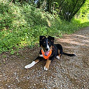 Baloo a rejoint le concours — aidez-le/la à gagner de superbes lots ! animal, canine, daytime, dog, forest, gravel, greenery, happy, harness, lying_down, nature, outdoor, path, pet, playful, summer, sunlight, tongue_out, trees, walk