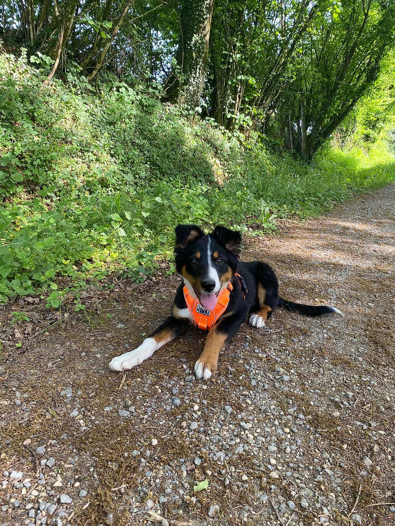 Baloo a rejoint le concours — aidez-le/la à gagner de superbes lots ! animal, canine, daytime, dog, forest, gravel, greenery, happy, harness, lying_down, nature, outdoor, path, pet, playful, summer, sunlight, tongue_out, trees, walk