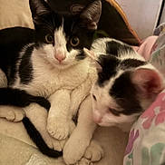 Juniper joined the competition — help win amazing prizes! cat, kitten, black_and_white, pets, cute, snuggling, cozy, fur, whiskers, indoor, closeup, sleepy, resting, animal, soft, paw, eyes, nose, feline, companion
