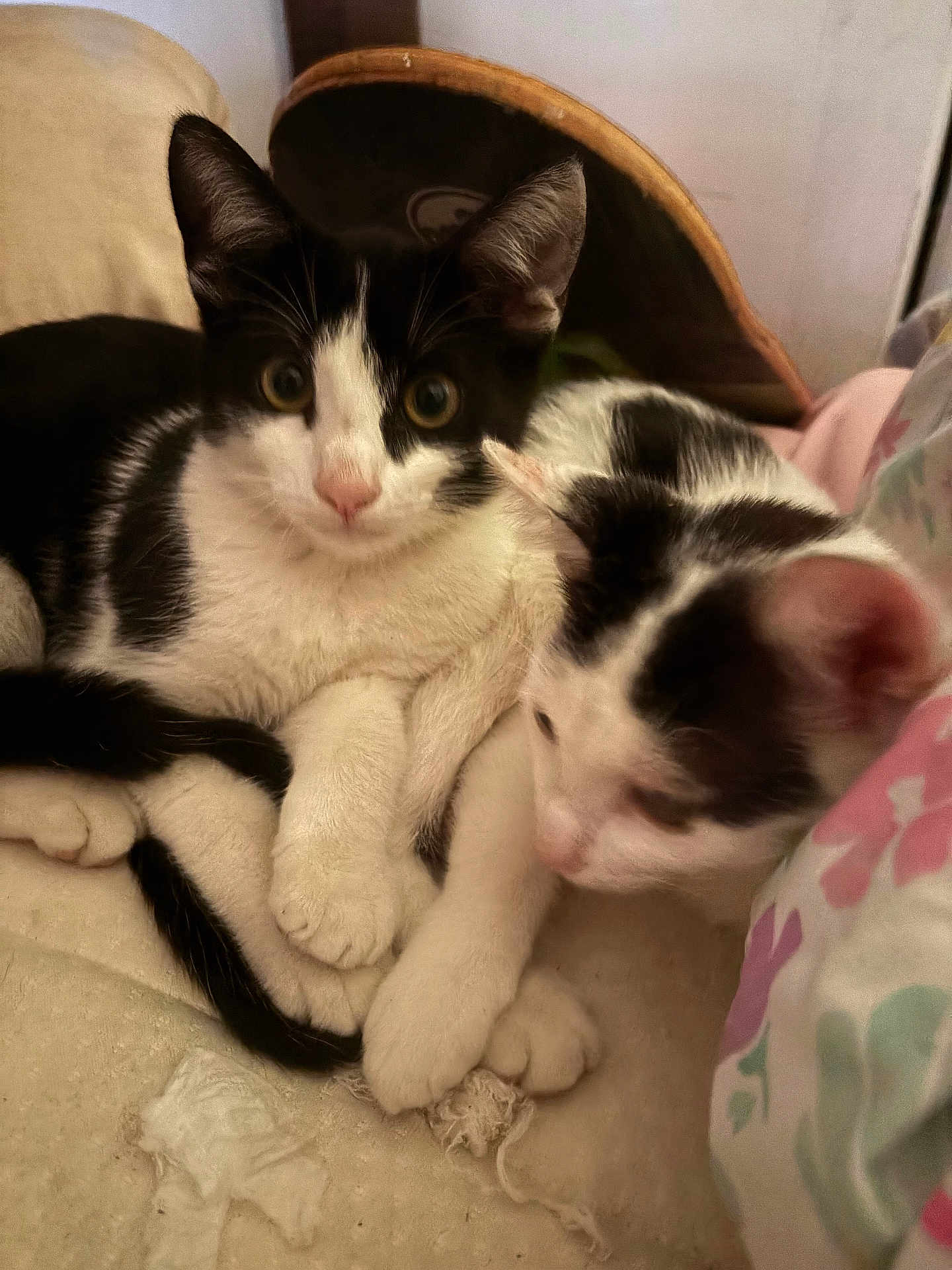 Juniper joined the competition — help win amazing prizes! cat, kitten, black_and_white, pets, cute, snuggling, cozy, fur, whiskers, indoor, closeup, sleepy, resting, animal, soft, paw, eyes, nose, feline, companion