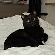 Sia a rejoint le concours — aidez-le/la à gagner de superbes lots ! black_cat, cat, pet, indoor, bed, white_bedspread, yellow_eyes, feline, animal, resting, curious, cozy, quilted, fur, whiskers, ears, home, living_room, furniture, television