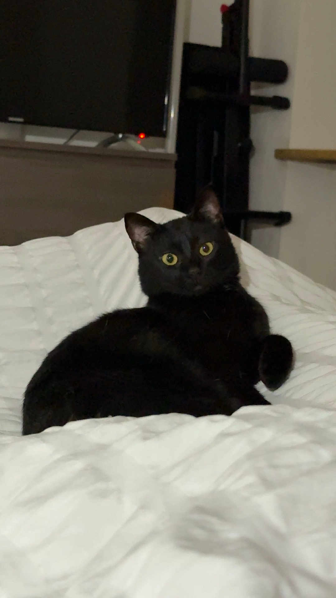 Sia a rejoint le concours — aidez-le/la à gagner de superbes lots ! black_cat, cat, pet, indoor, bed, white_bedspread, yellow_eyes, feline, animal, resting, curious, cozy, quilted, fur, whiskers, ears, home, living_room, furniture, television