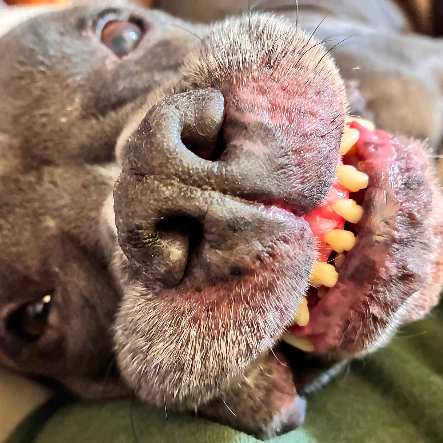 Tammy is registered to the contest to win money with this photo: dog, close_up, snout, teeth, mouth, nose, fur, animal, pet, canine, face, whiskers, expression, laying_down, brown, playful, cute, portrait, indoor, funny
