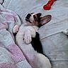 puppy, sleeping, dog, bed, blanket, toy, pink, white, black, fur, cute, pet, relaxed, indoor, cozy, paw, mouth, ear, resting, smile