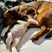 Oakley is registered to the contest to win money with this photo: dog, puppy, sleeping, bed, blanket, cozy, snuggling, brown_dog, black_white_puppy, indoor, resting, cute, domestic_animal, fur, pet, animal, collar, paw, peaceful, relaxation