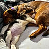 dog, puppy, sleeping, bed, blanket, cozy, snuggling, brown_dog, black_white_puppy, indoor, resting, cute, domestic_animal, fur, pet, animal, collar, paw, peaceful, relaxation