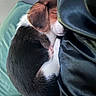 puppy, dog, sleeping, curled_up, fur, snout, leather, cushion, resting, nap, indoor, cozy, pet, animal, cute, small, brown, white, black, relaxed
