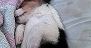 Oakley joined the competition — help win amazing prizes! puppy, sleeping, bed, blanket, towel, toy, red, white, black, brown, fur, cute, cozy, resting, indoors, soft, snuggled, animal, pet, relaxed