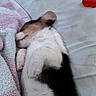 puppy, sleeping, bed, blanket, towel, toy, red, white, black, brown, fur, cute, cozy, resting, indoors, soft, snuggled, animal, pet, relaxed