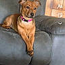 Brian is registered to the contest to win money with this photo: dog, brown_dog, pet, collar, pink_collar, couch, gray_couch, indoor, wooden_wall, relaxed, alert, animal, screenshot, social_media, mobile_app, furniture, living_room, paw, ears, sitting
