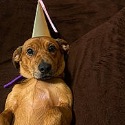 Brian is registered to the contest to win money with this photo: dog, brown_dog, party_hat, collar, pet, lying_down, indoor, blanket, relaxed, cute, animal, canine, portrait, fur, ears, snout, paw, companion, celebration, resting