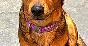 Brian is registered to the contest to win money with this photo: dog, brown_dog, pet, animal, collar, purple_collar, sitting, concrete_floor, looking_up, ears, paw, tail, canine, fur, domestic_animal, cute, closeup, indoors, companion, friendly