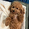 Zarife is registered to the contest to win money with this photo: dog, poodle, brown, fluffy, pet, lying_down, blanket, cushion, cute, fur, indoor, cozy, animal, mammal, relaxed, looking_at_camera, adorable, companion, small_dog, curly_fur