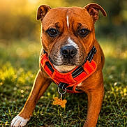 Ayko a rejoint le concours — aidez-le/la à gagner de superbes lots ! dog, canine, pet, grass, outdoor, harness, orange_harness, brown_dog, white_paw, close_up, portrait, animal, sunlight, bokeh, nature, playful, looking_at_camera, ears, collar, tag