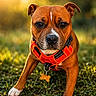 dog, canine, pet, grass, outdoor, harness, orange_harness, brown_dog, white_paw, close_up, portrait, animal, sunlight, bokeh, nature, playful, looking_at_camera, ears, collar, tag
