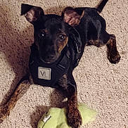 Sammie joined the competition — help win amazing prizes! dog, puppy, pet, carpet, plush_toy, green_toy, indoor, black_harness, small_dog, brown_spots, animal, cute, laying_down, looking_up, ears_up, front_paw, toy, floor, domestic_animal, playful
