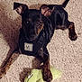 dog, puppy, pet, carpet, plush_toy, green_toy, indoor, black_harness, small_dog, brown_spots, animal, cute, laying_down, looking_up, ears_up, front_paw, toy, floor, domestic_animal, playful