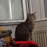 Sansa a rejoint le concours — aidez-le/la à gagner de superbes lots ! cat, tabby_cat, indoor, window, table, basket, fabric, household_items, pet, feline, curious, sitting, domestic, furniture, gray, striped, cozy, calm, indoor_lighting, looking