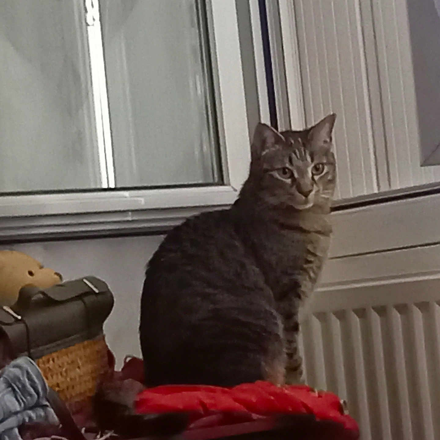 Sansa a rejoint le concours — aidez-le/la à gagner de superbes lots ! basket, calm, cat, cozy, curious, domestic, fabric, feline, furniture, gray, household_items, indoor, indoor_lighting, looking, pet, sitting, striped, tabby_cat, table, window