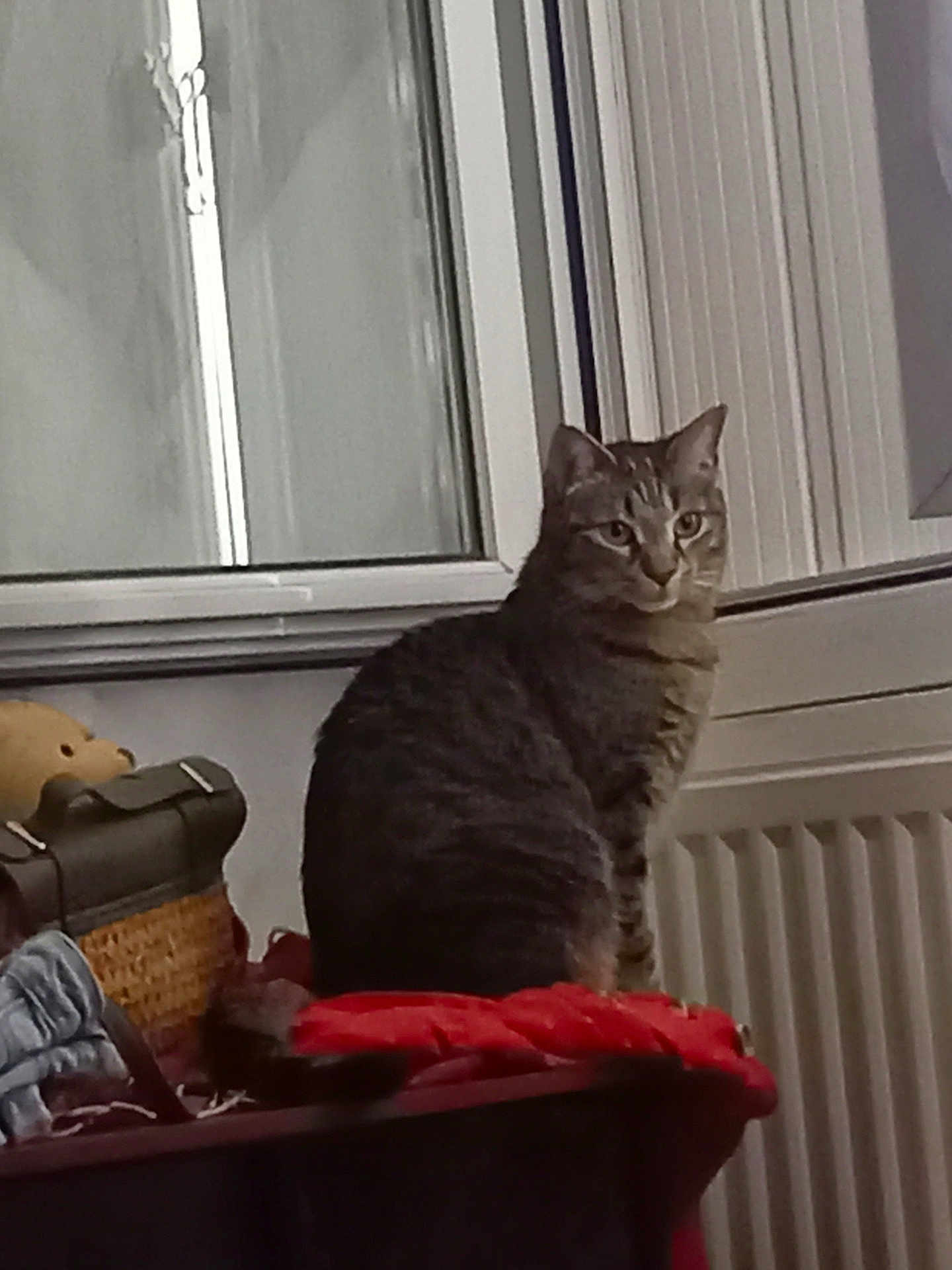 Sansa a rejoint le concours — aidez-le/la à gagner de superbes lots ! cat, tabby_cat, indoor, window, table, basket, fabric, household_items, pet, feline, curious, sitting, domestic, furniture, gray, striped, cozy, calm, indoor_lighting, looking
